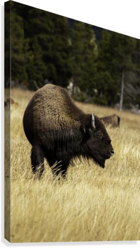 Bison Canvas Print
