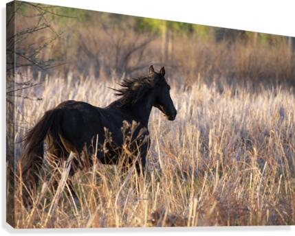 Spirit Canvas Print