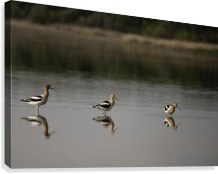 Three Stoges Canvas Print