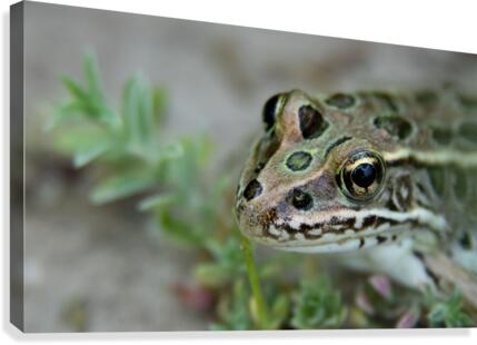 Northern Leopard Frog Canvas Print