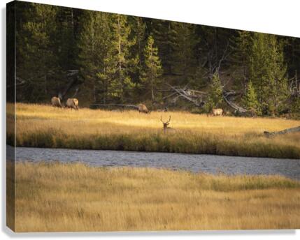 IMG 9153 Canvas Print