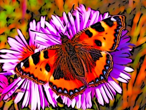 Butterfly