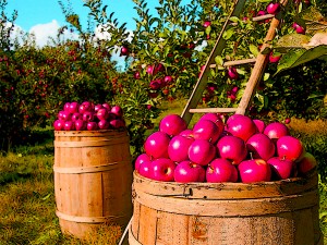 Orchard