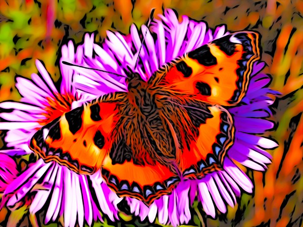Butterfly Print