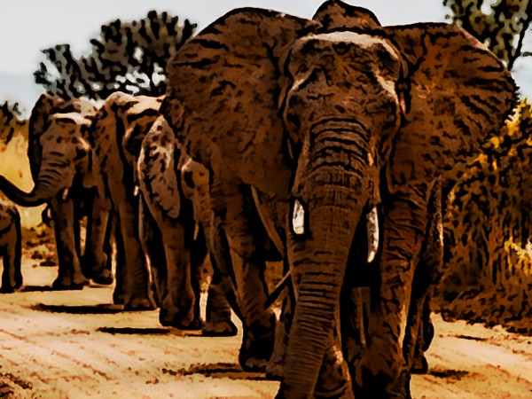 Elephants Marching Print