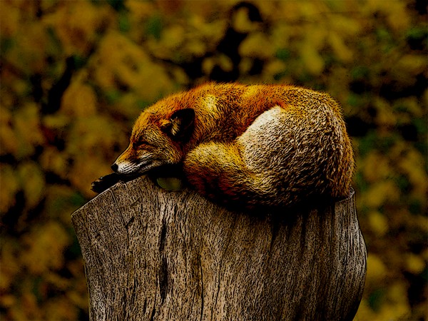 Fox Nap Print