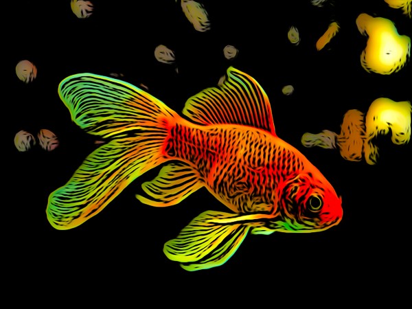 Goldfish Print