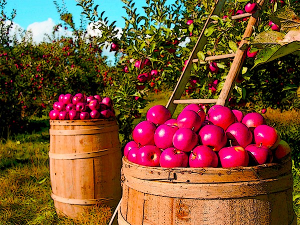 Orchard Print