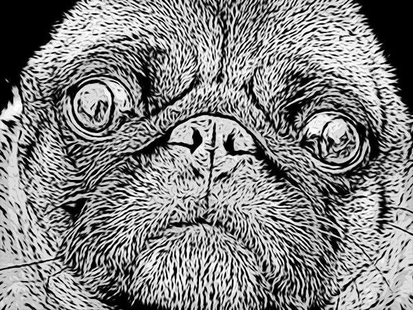 Pug Print
