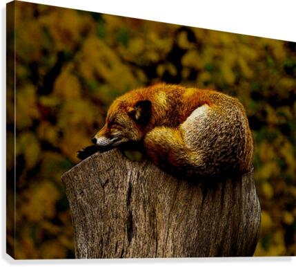 Fox Nap Canvas Print
