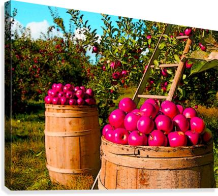 Orchard Canvas Print