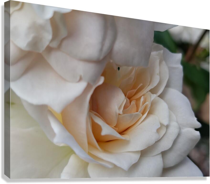 Bashful Roses  Canvas Print