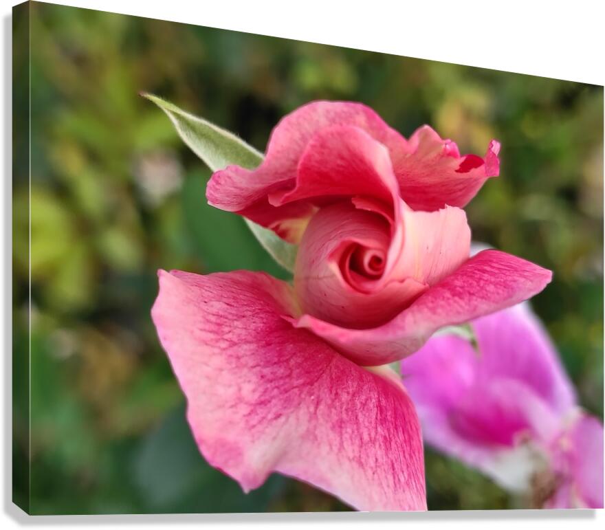 Twirled Pink  Canvas Print