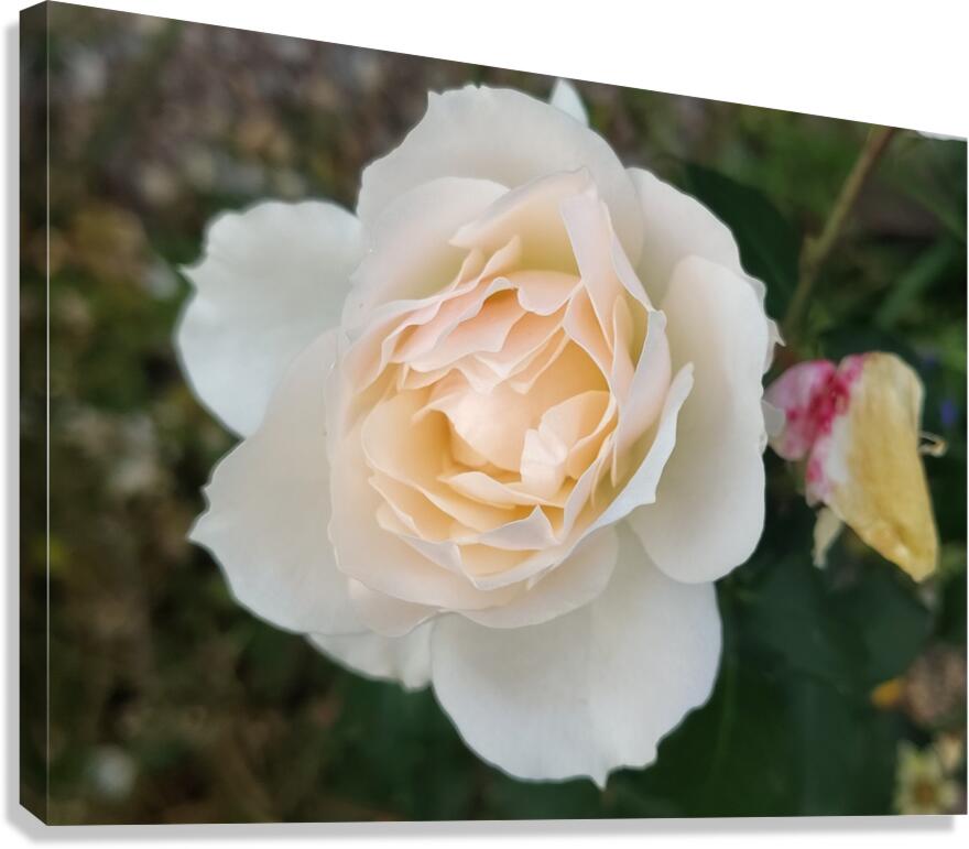 Petal Overload  Canvas Print