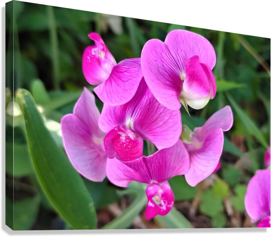 Designed to Dazzle  Canvas Print