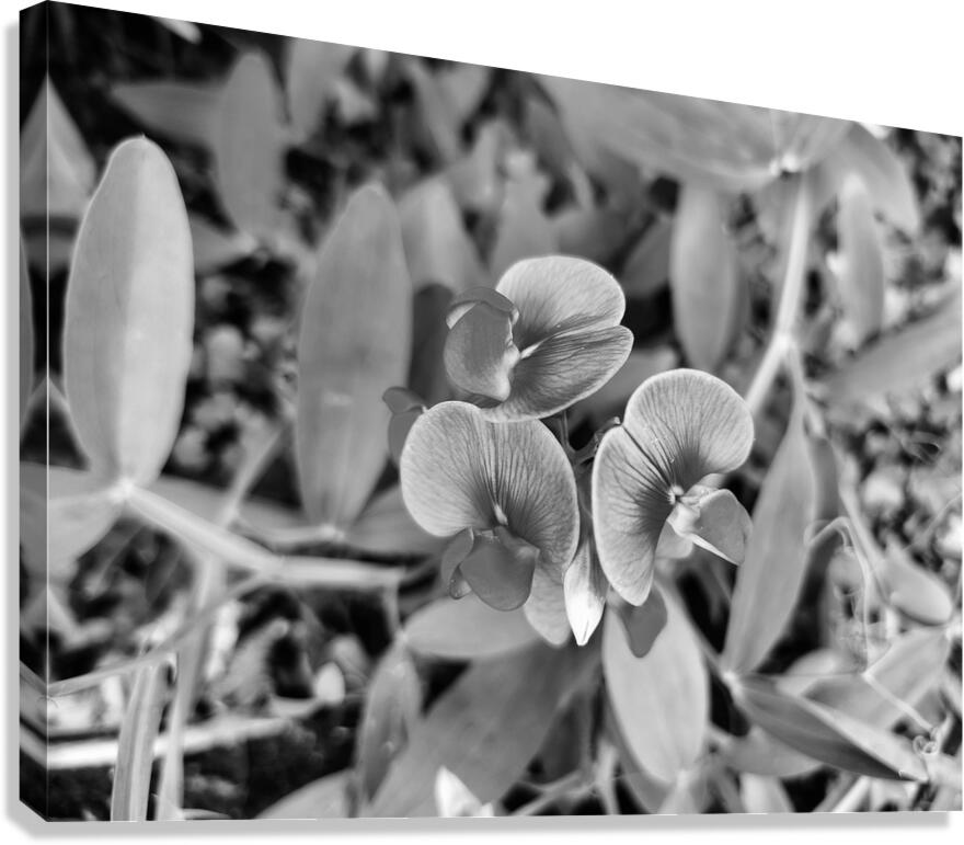 A Rip Through Time  Canvas Print