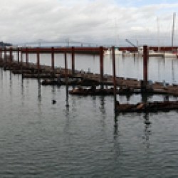 Astoria Docks and Sea Lions