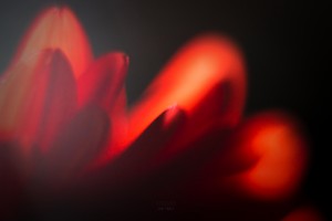 Red Rose