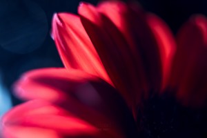 Red 1