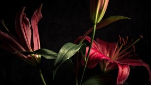 Floraison 2