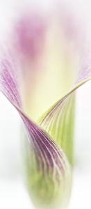 Aurore boreale 3