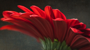 Red mood 11