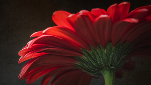 Red mood 8