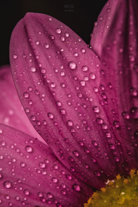 Pink Mood IV