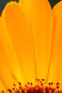  85A4624