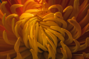 Orange mood 3