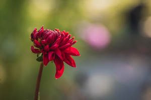 Les fleurs de Jade III