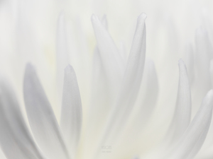 White Mood 