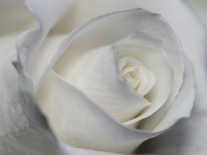 White Mood 4