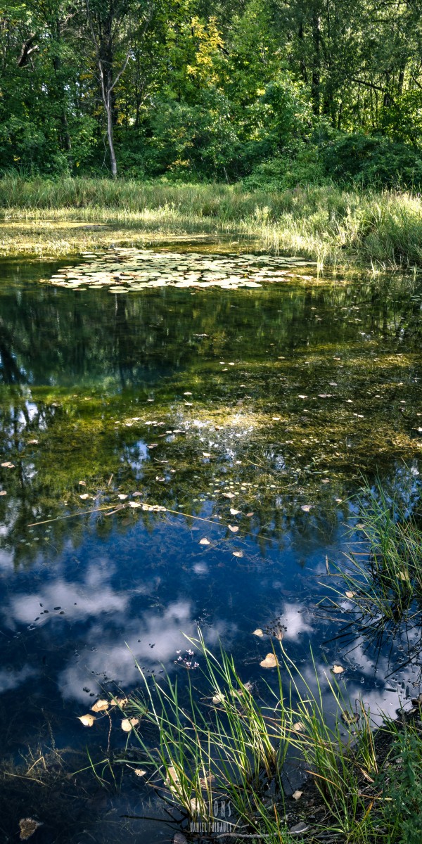 Monet style 2 by Daniel Thibault artiste-photographe