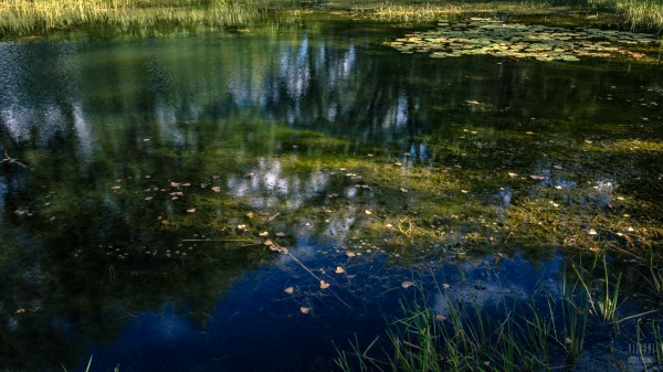 Monet style 3  Print