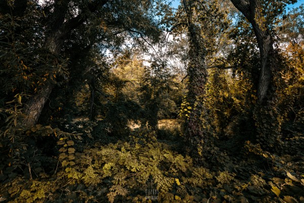 Monet style 1 by Daniel Thibault artiste-photographe