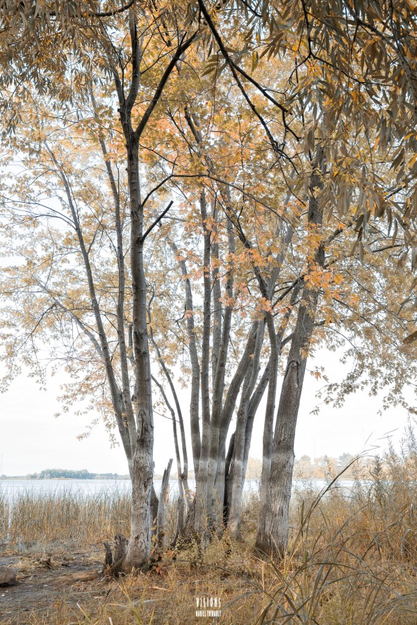 Lumiere automnale 2 by Daniel Thibault artiste-photographe