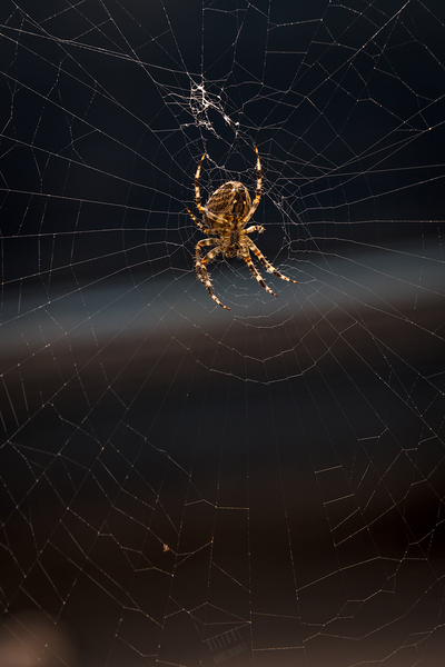 Araignee 7 by Daniel Thibault artiste-photographe