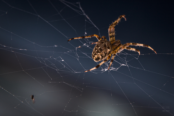 Araignee 6 by Daniel Thibault artiste-photographe
