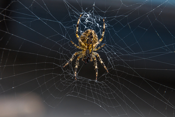 Araignee 9 by Daniel Thibault artiste-photographe
