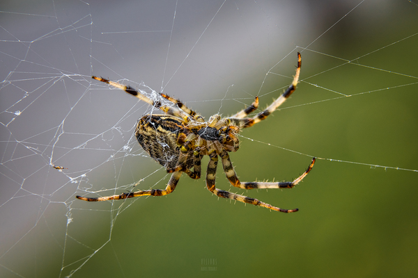 Araignee 1 by Daniel Thibault artiste-photographe