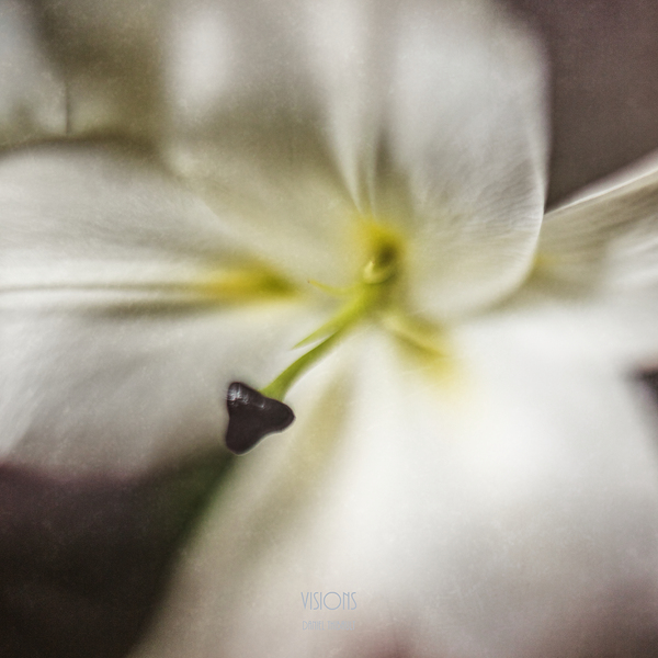 044A1377 Print