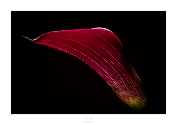 044A3616 by Daniel Thibault artiste-photographe