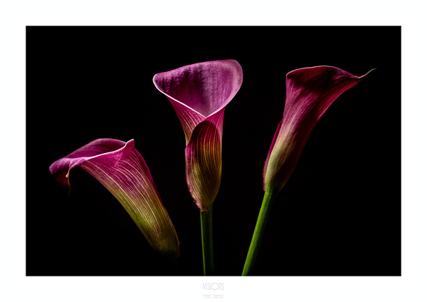 044A3655 by Daniel Thibault artiste-photographe