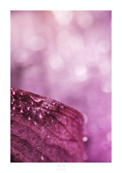 044A3951 by Daniel Thibault artiste-photographe