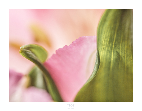 044A3885 by Daniel Thibault artiste-photographe