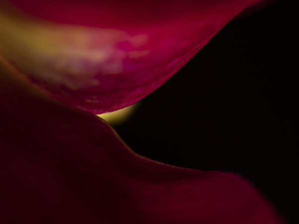 044A4111 by Daniel Thibault artiste-photographe