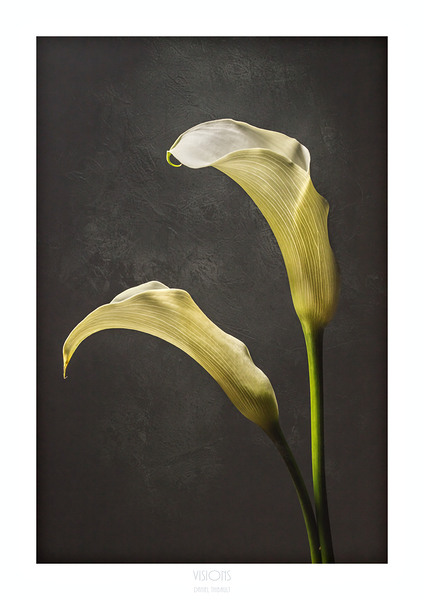 044A3944 by Daniel Thibault artiste-photographe