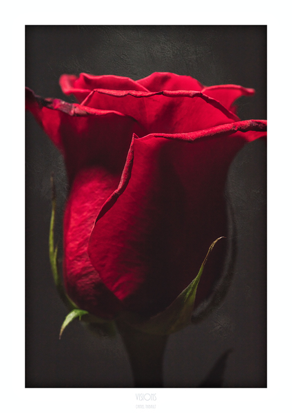 044A3906 by Daniel Thibault artiste-photographe