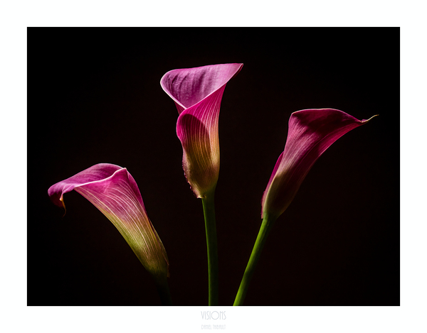 044A3661 by Daniel Thibault artiste-photographe